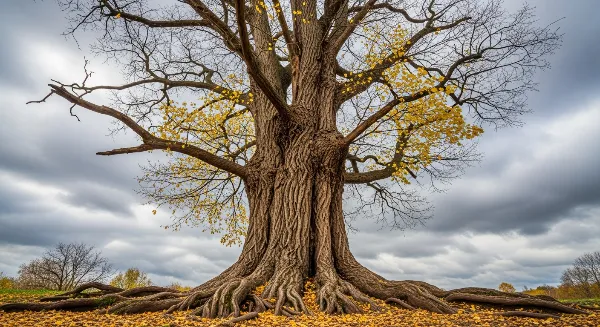 Un grand arbre avec des branches mortes et une écorce endommagée, signe de fragilité.