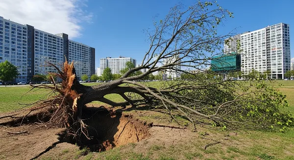 Arbre incliné avec racines apparentes, signalant un risque de chute