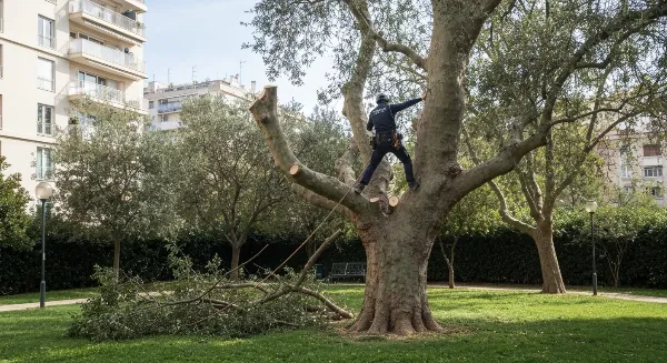 Jardin méditerranéen entretenu à Marseille 13012 avec olivier et haie taillée