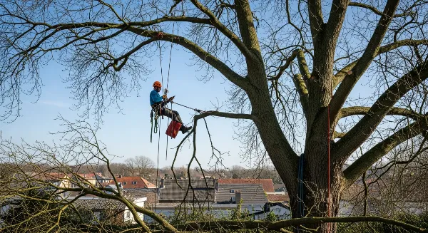 Élagage d'arbre dans un quartier résidentiel de Marseille 13012