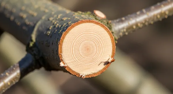 Coupe d'élagage propre et cicatrisée sur un tronc d'arbre