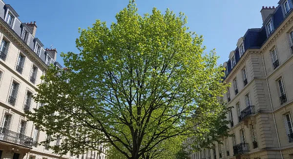 Arbre imposant nécessitant un élagage en milieu urbain à Marseille 13012